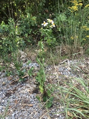 Bidens alba