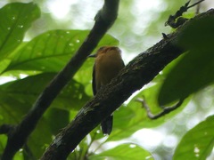 Thamnophilus amazonicus