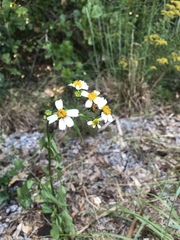 Bidens alba