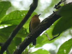 Thamnophilus amazonicus
