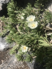 Portulaca villosa