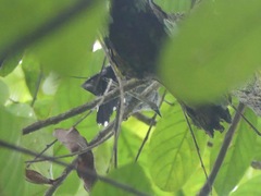 Thamnophilus amazonicus