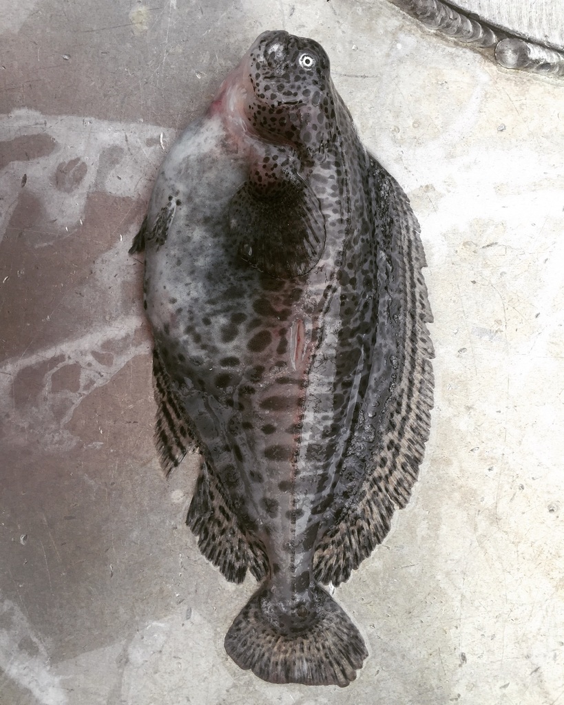 Icosteus