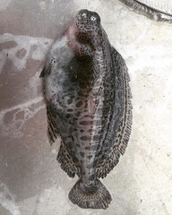 Icosteus aenigmaticus