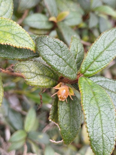 Coronanthera pulchra