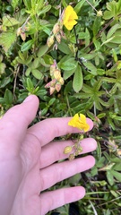 Arctic sunrose (Helianthemum arcticum)