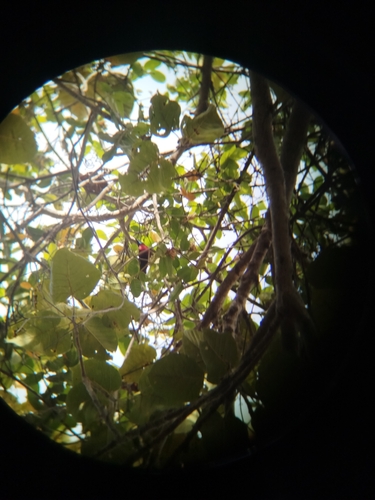 Scarlet-chested Sunbird