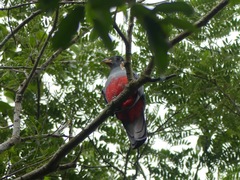 Trogon melanurus