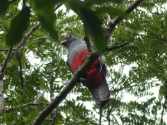 Trogon melanurus