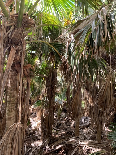 Pritchardia remota observed 2019-09-22