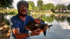 Piaractus brachypomus