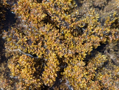 Sargassum polyphyllum observed 2025-06-28