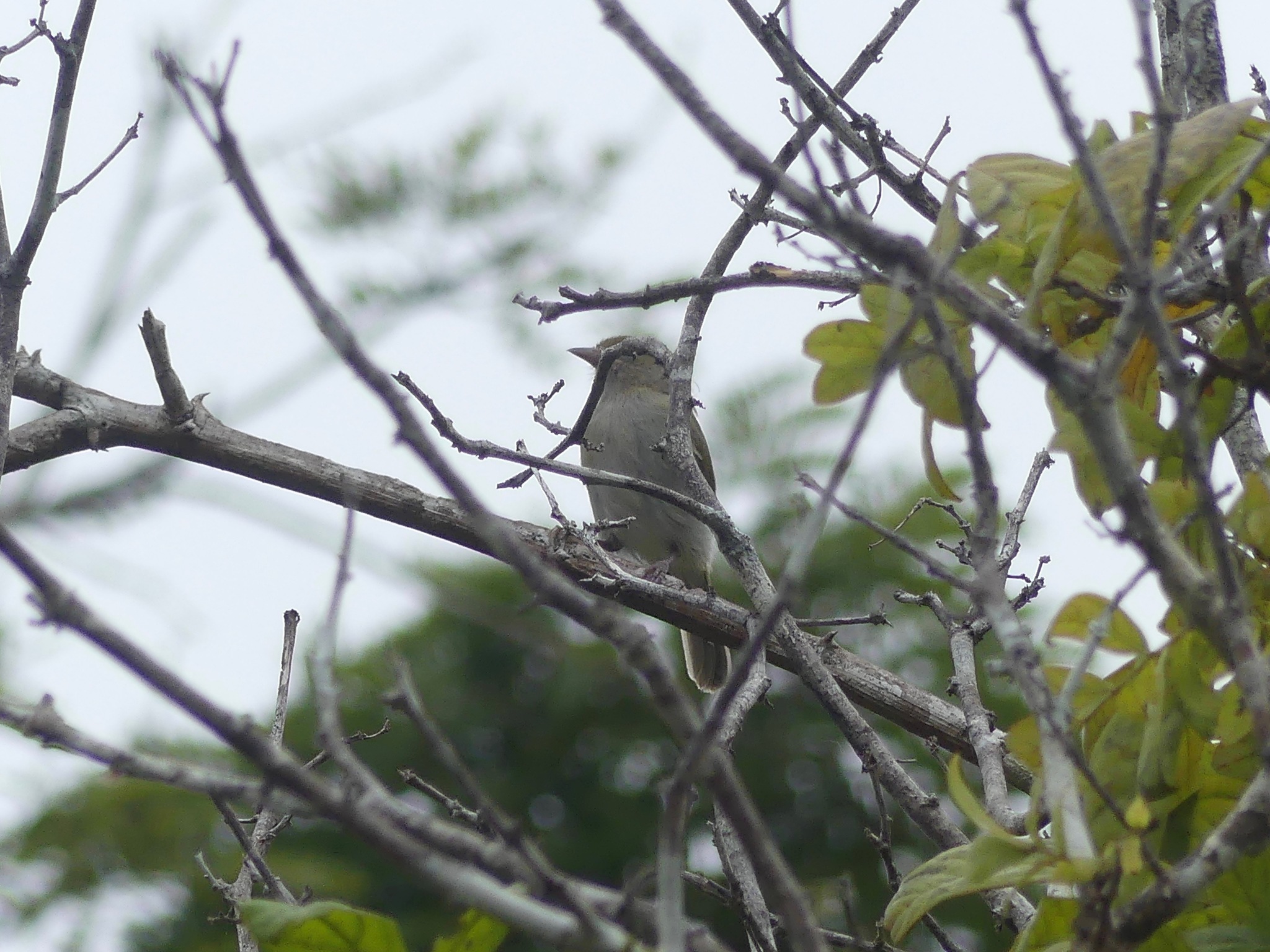 Grey-chested Greenlet (Hylophilus semicinereus), photo 3