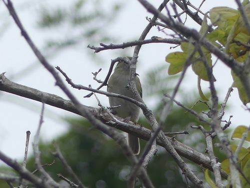 Grey-chested Greenlet (Hylophilus semicinereus), photo 4