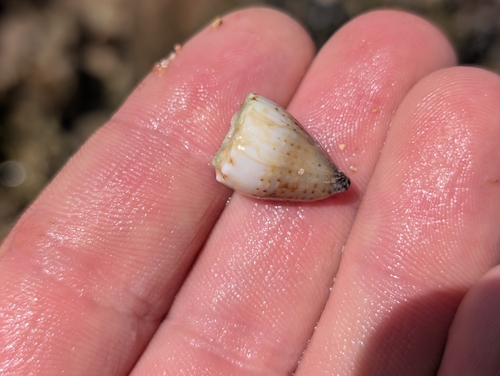 Conus abbreviatus observed 2025-06-28