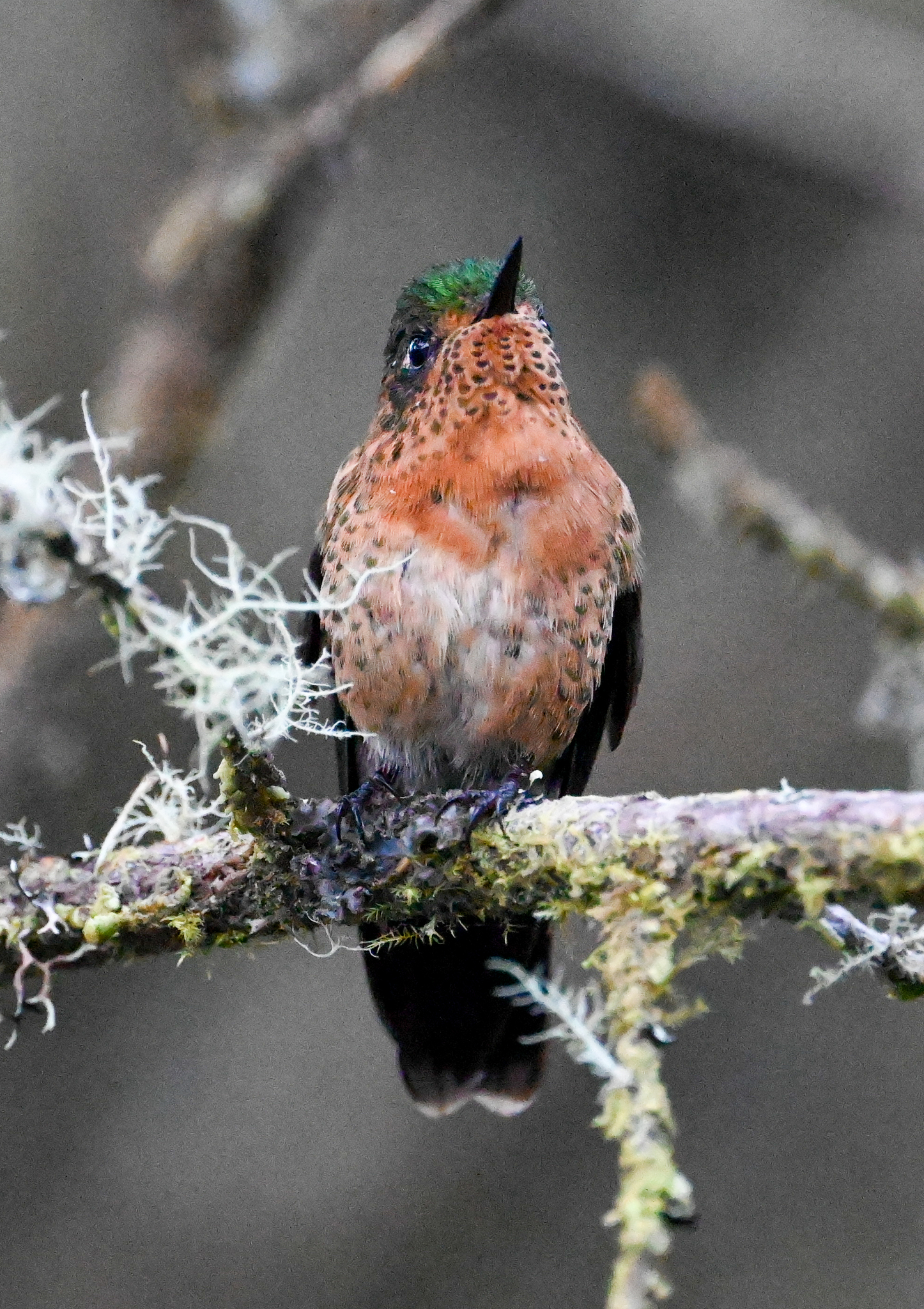 Viridian Metaltail (Metallura williami), photo 2
