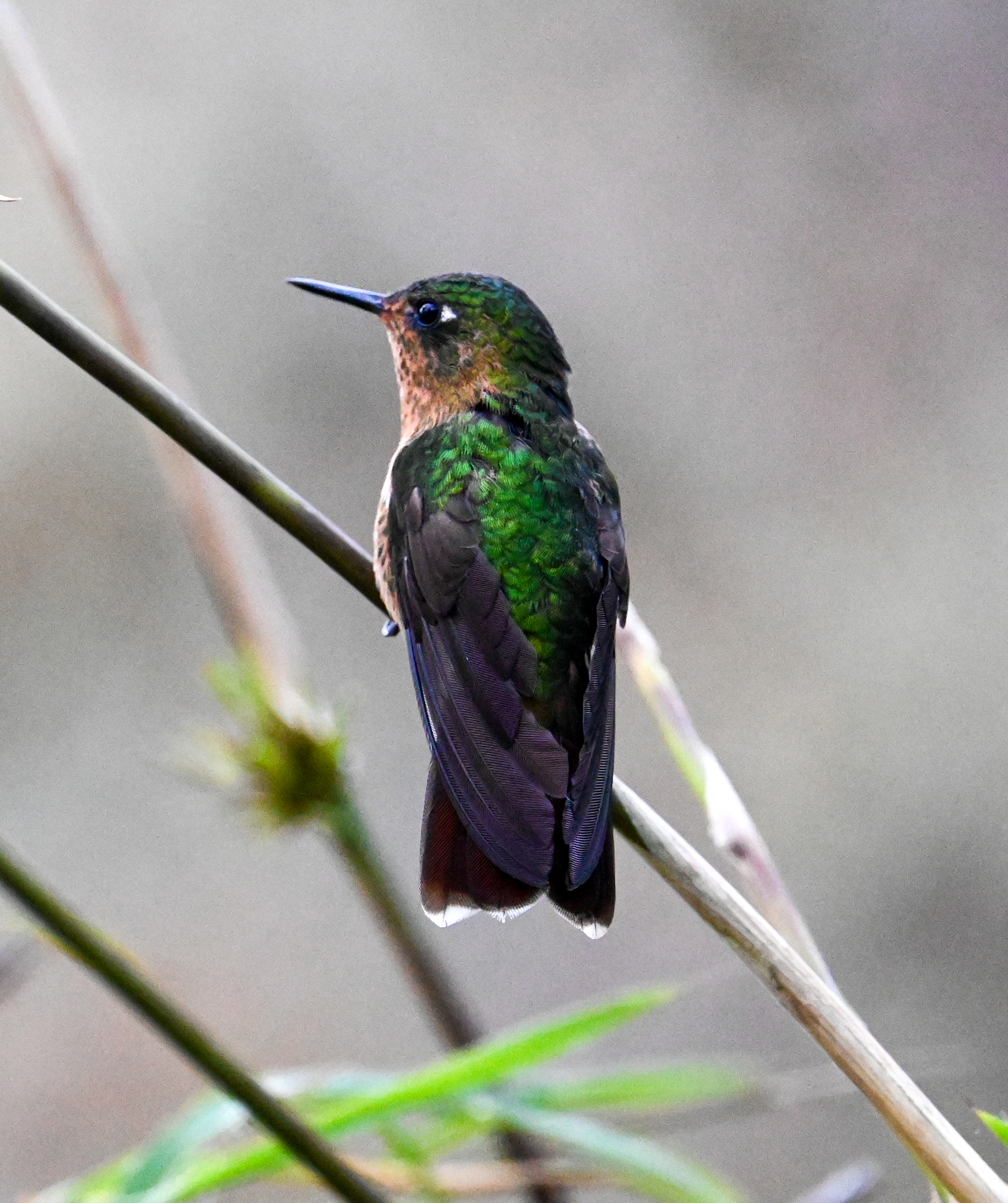 Viridian Metaltail (Metallura williami), photo 1