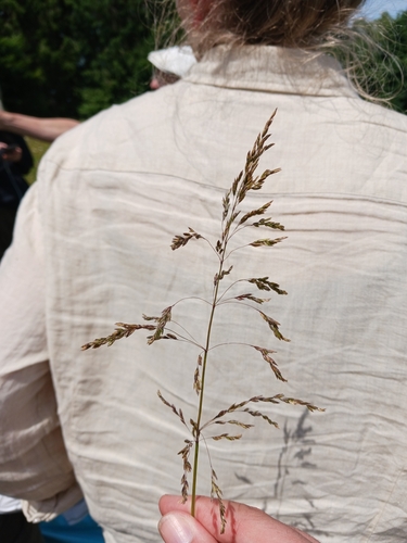 Poa chaixii, photograph 1