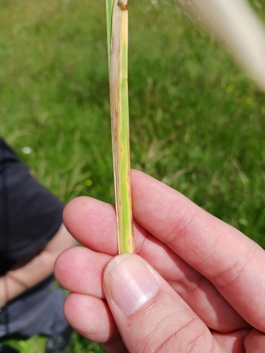Poa chaixii, photograph 2