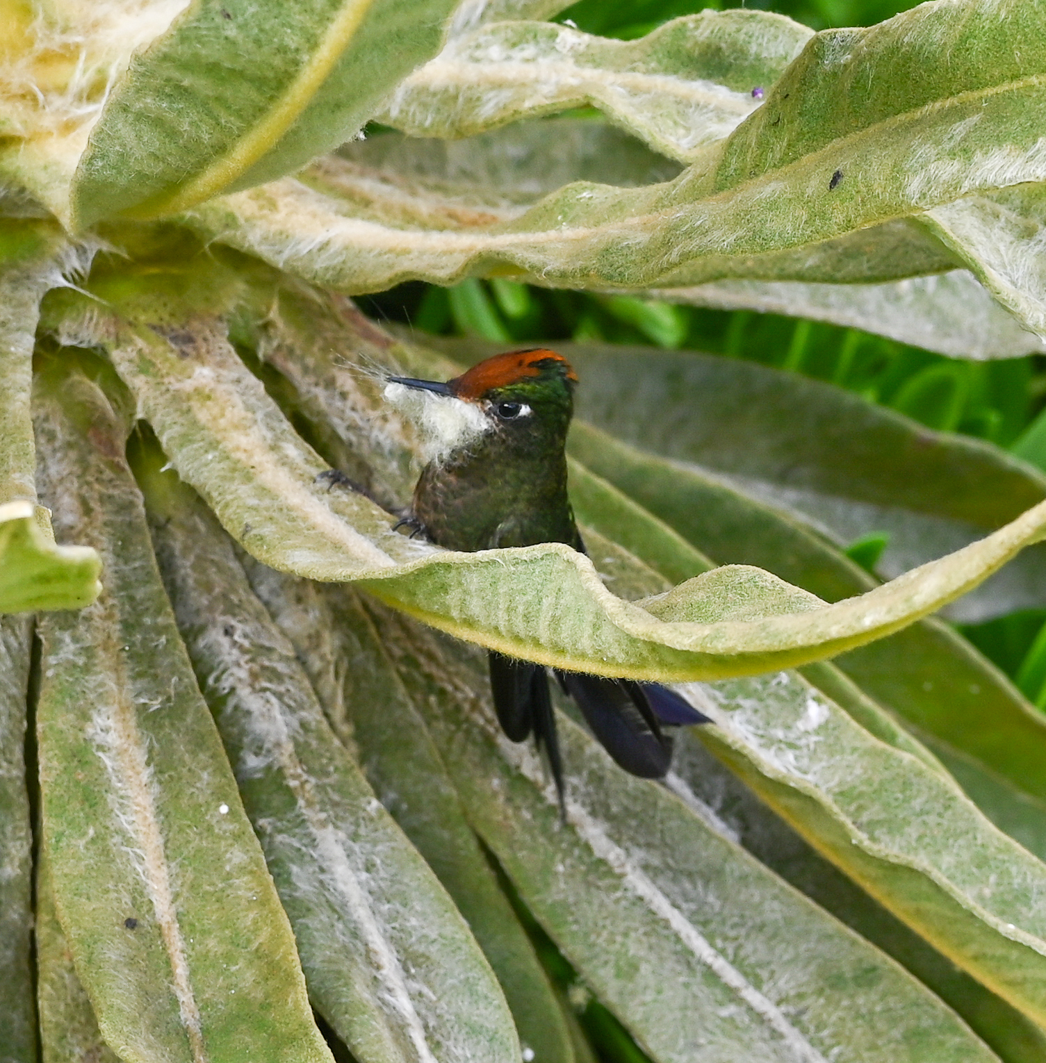Rainbow-bearded Thornbill (Chalcostigma herrani), photo 10