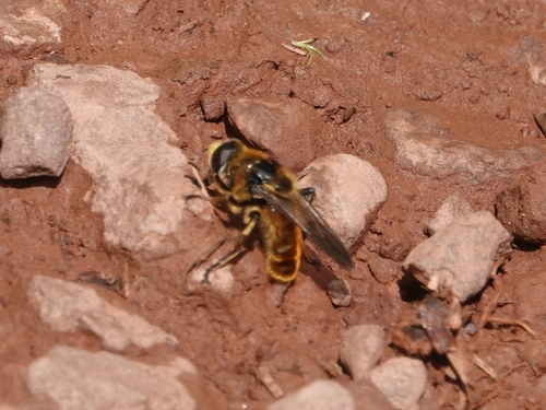 Merodon aberrans