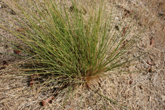 Festuca californica