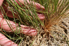 Festuca californica
