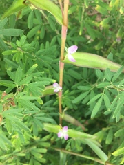 Murdannia keisak