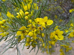 Senna artemisioides artemisioides