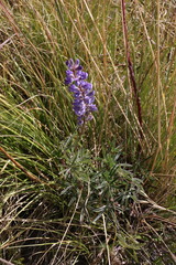 Lupinus caudatus