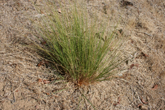 Festuca californica