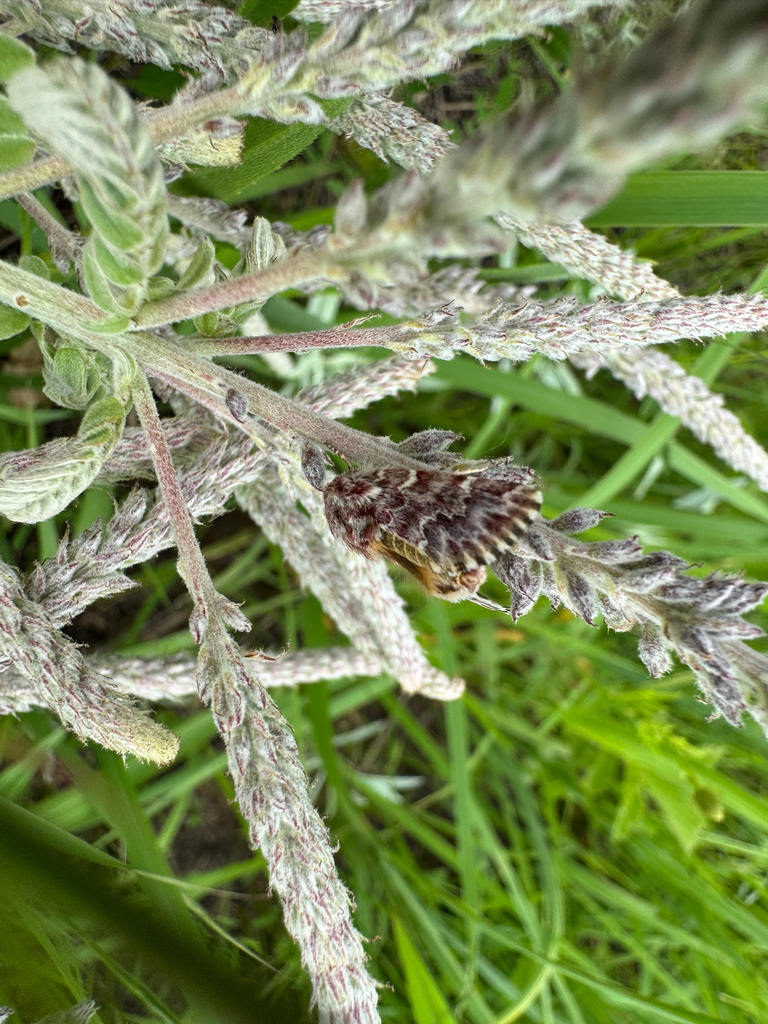 Leadplant Flower Moth