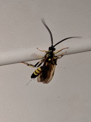 Ichneumon annulatorius