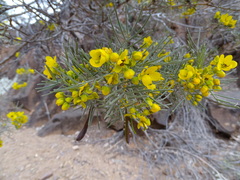 Senna artemisioides artemisioides