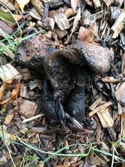 Fungi