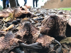 Fungi