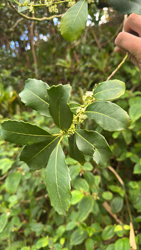 Elaeodendron orientale
