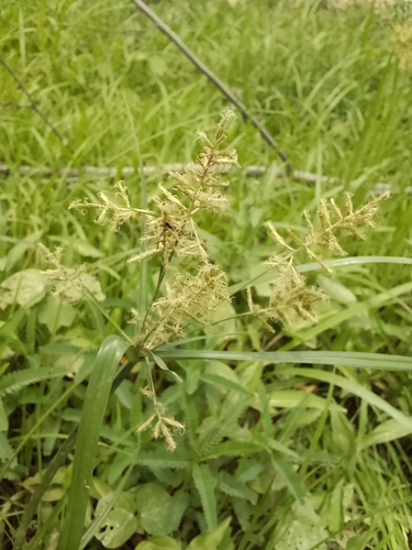 Jointed Flatsedge