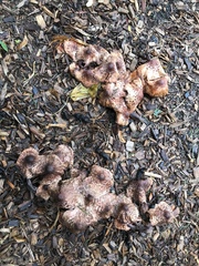 Fungi