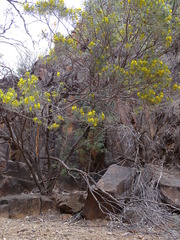 Senna artemisioides artemisioides
