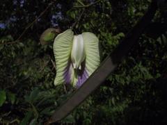 Centrosema sagittatum