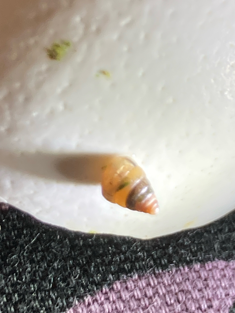 Coneuplecta praealta