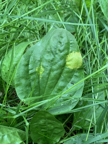 Peronospora alta observed 2025-06-27
