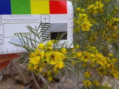 Senna artemisioides artemisioides