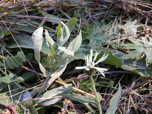 Centaurea cheiranthifolia