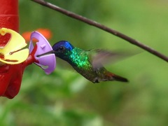Chrysuronia oenone