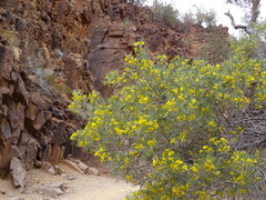 Senna artemisioides artemisioides