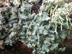 Punctelia caseana