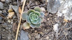 Echeveria simulans