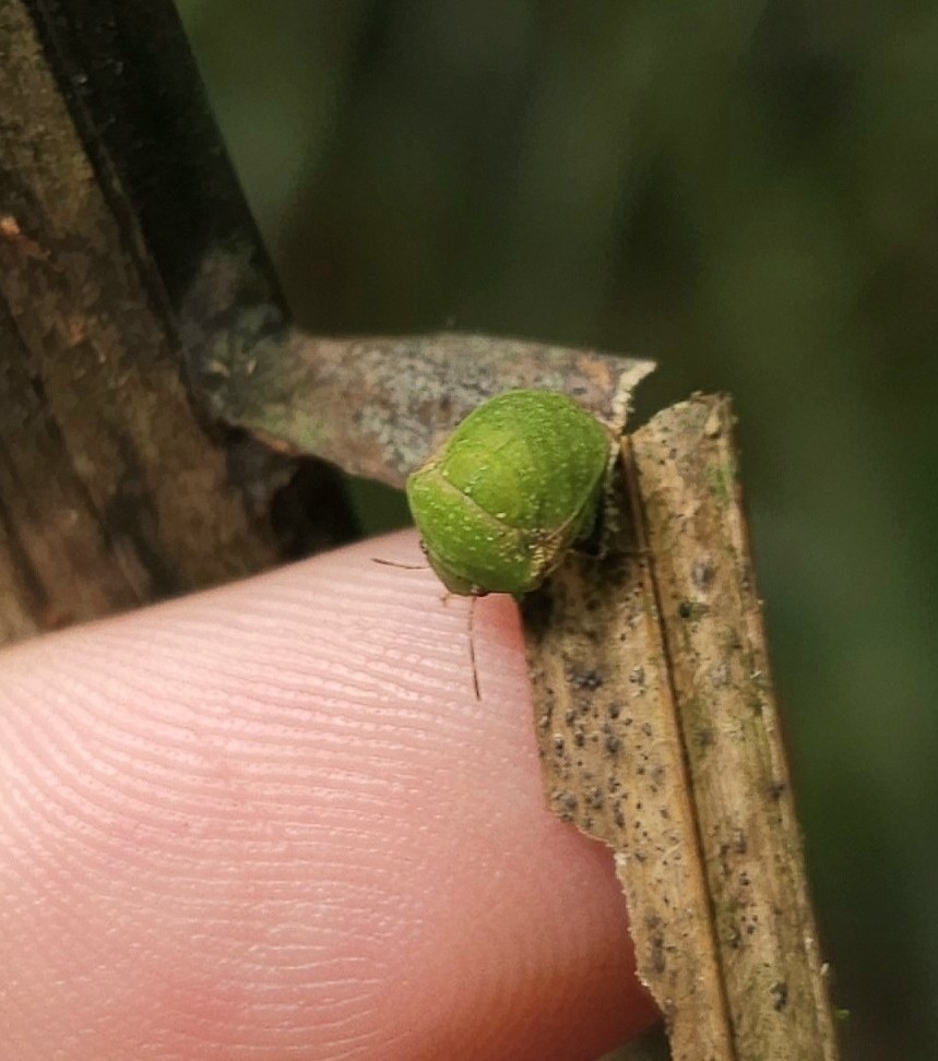Symphylus cyphonoides